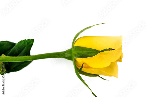 Yellow rose isolated on white