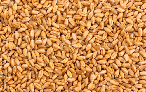 Wheat grains background, seeds texture