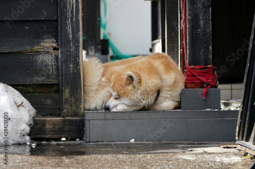 《武家丸（秋田犬）》秋田県仙北市 photo