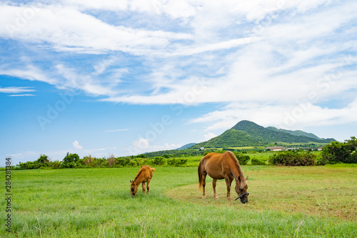 Fototapeta Naklejka Na Ścianę i Meble -  石垣島の馬