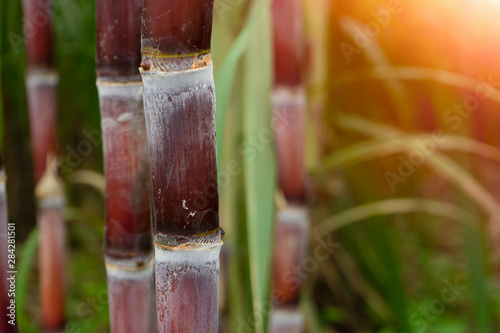 sugarcane stalk and bud