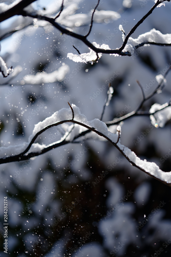 snow pile on camellia branch snow pile on camellia branch