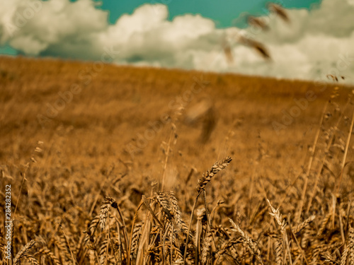 Wheat Field With Sky 