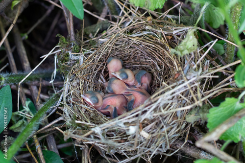 Baby birds opened their beaks, waiting for their parents to feed them.