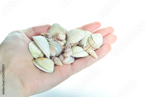 Beautiful seashells in your hand. Background and Wallpaper.