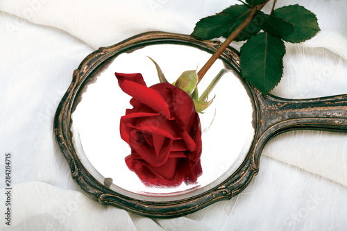 Red Rose. Symbol of love.