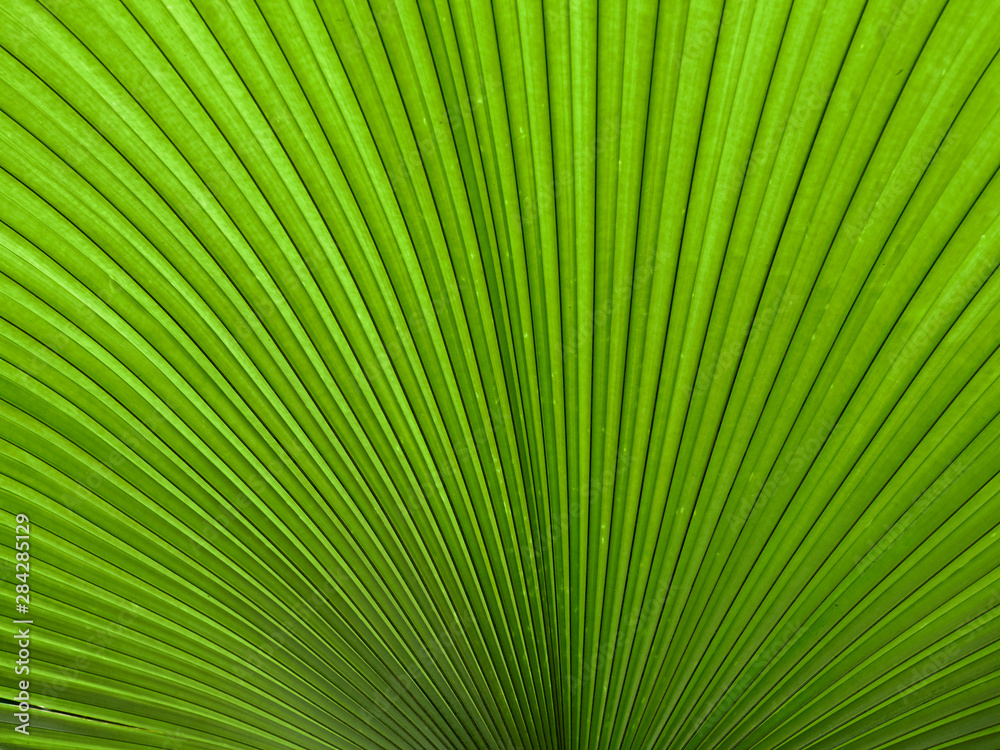 The Leaf of a White Elephant Palm, Kerriodoxa elegans at the Botanic Gardens in Glasgow, Scotland, UK. The Leaf of a White Elephant Palm, Kerriodoxa elegans at the Botanic Gardens in Glasgow, Scotland, UK.
