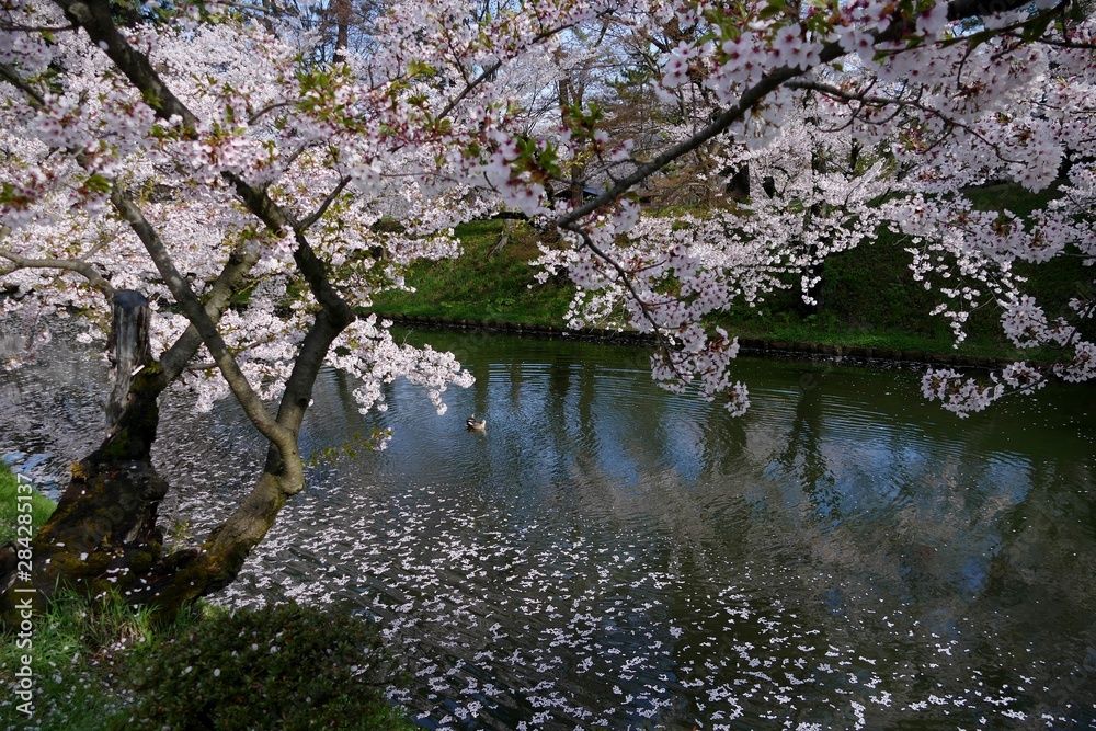 《弘前公園の桜》青森県弘前市 《弘前公園の桜》青森県弘前市
