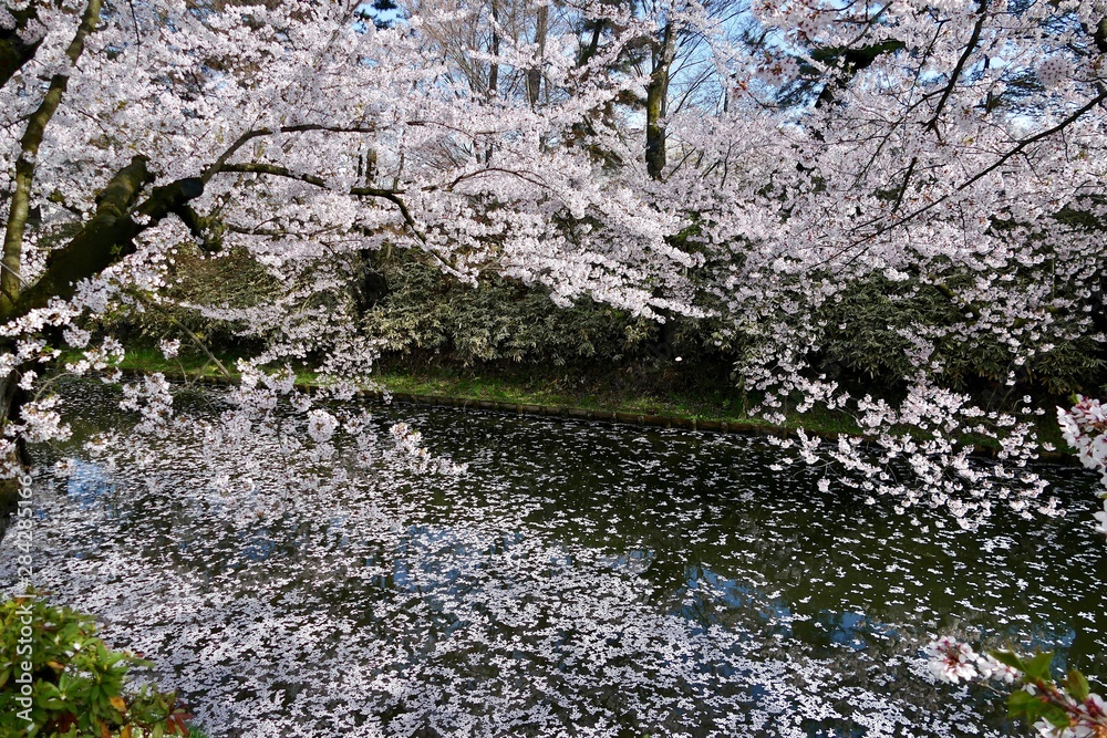 《弘前公園の桜》青森県弘前市 《弘前公園の桜》青森県弘前市