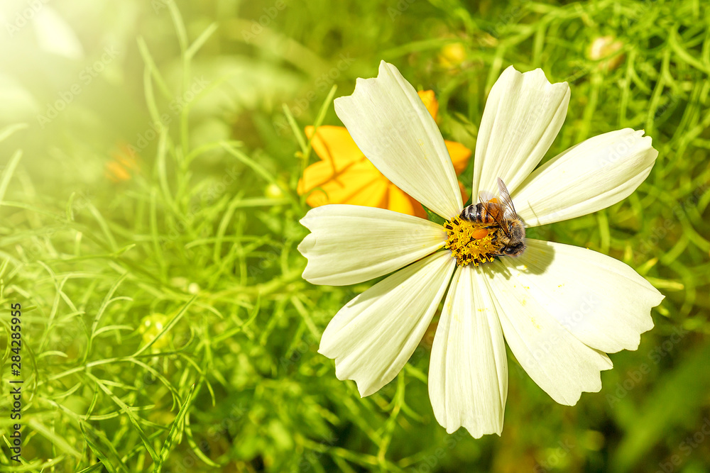 Flower cosmos bloom beautifully to the morning light and a honey bee looking for honey Flower cosmos bloom beautifully to the morning light and a honey bee looking for honey