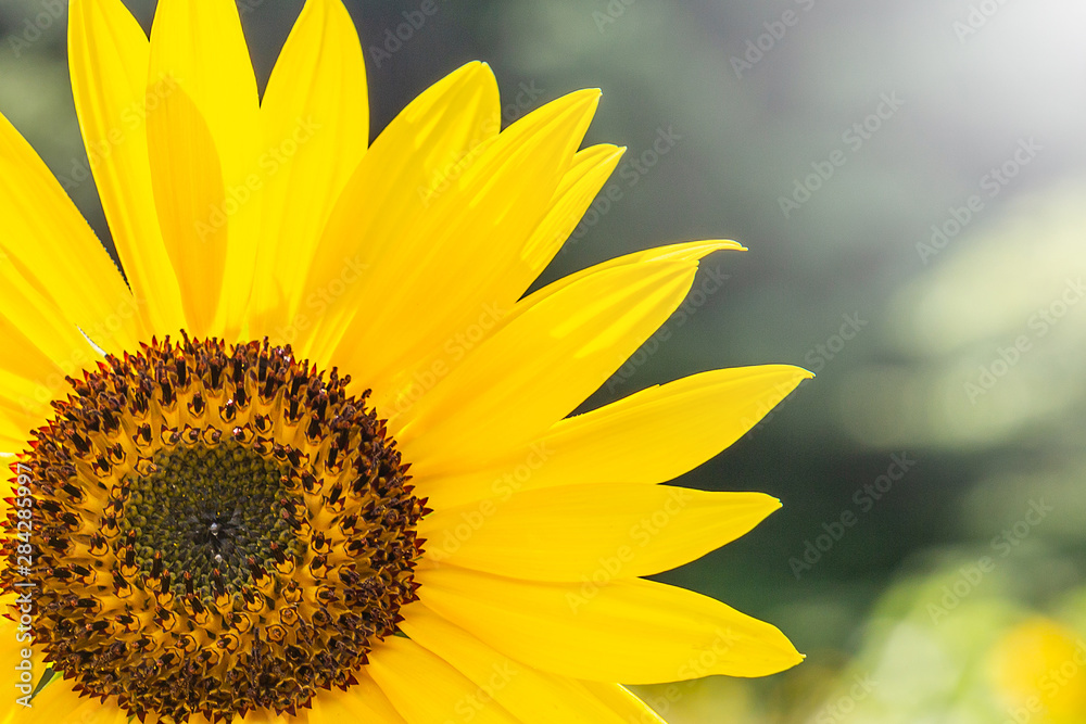 Naklejka premium Sunflower bloom beautifully to the morning light.