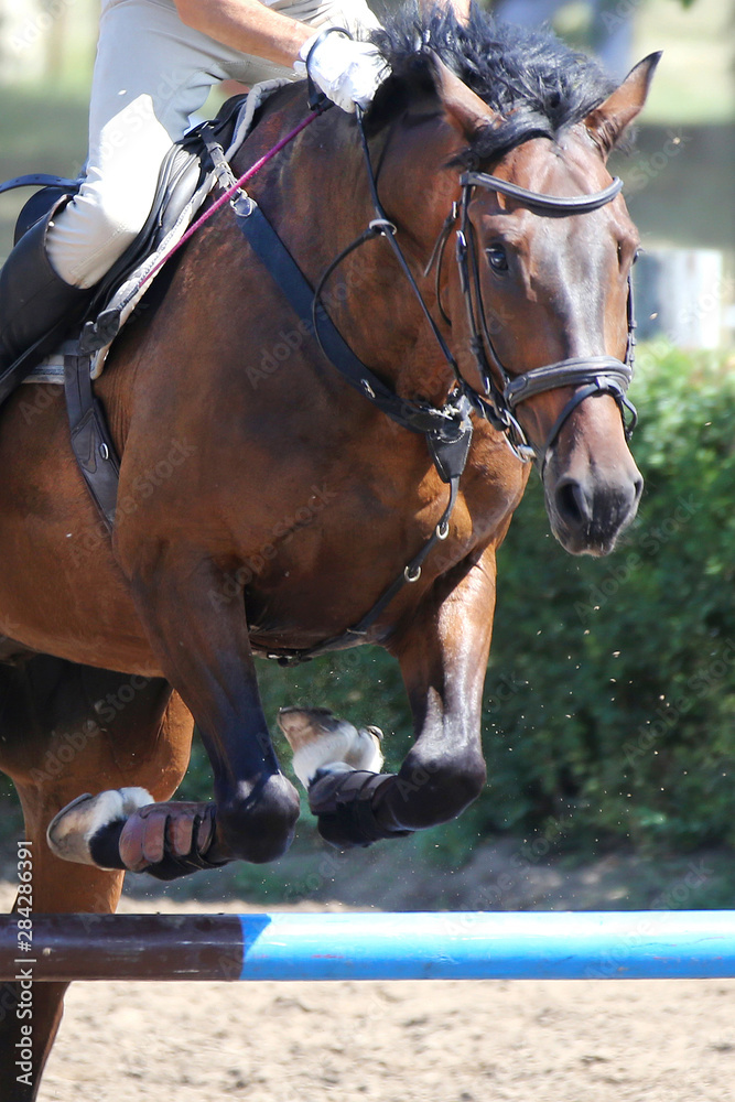 Head of a beautiful young sport horse at racecourse during show jumping training Head of a beautiful young sport horse at racecourse during show jumping training