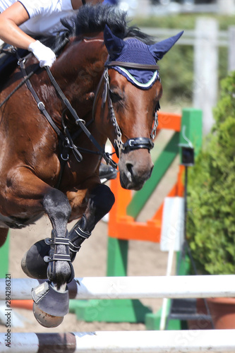 Show jumper horse and rider performing jump at show jumping training. Selective focus © acceptfoto
