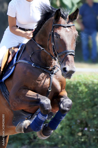 Head of a beautiful young sport horse at racecourse during show jumping training © acceptfoto