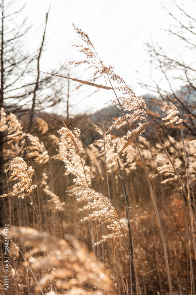 Fototapeta premium Autumn at Senjogahara plateau in Nikko national park, Nikko Tochigi, Japan