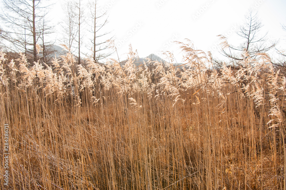 Fototapeta premium Autumn at Senjogahara plateau in Nikko national park, Nikko Tochigi, Japan