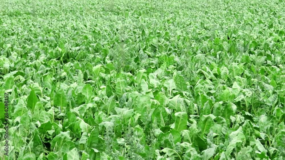 Agricultural landcape with a field full of sugar beet in a slight breeze in Czech Republic