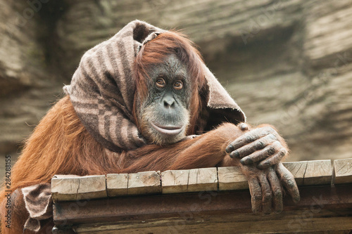 clothes (cape) of a smart orangutan of a female similar to a wanderer.