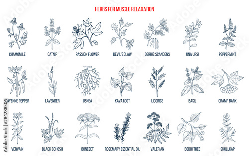 Best herbs for muscle relaxation