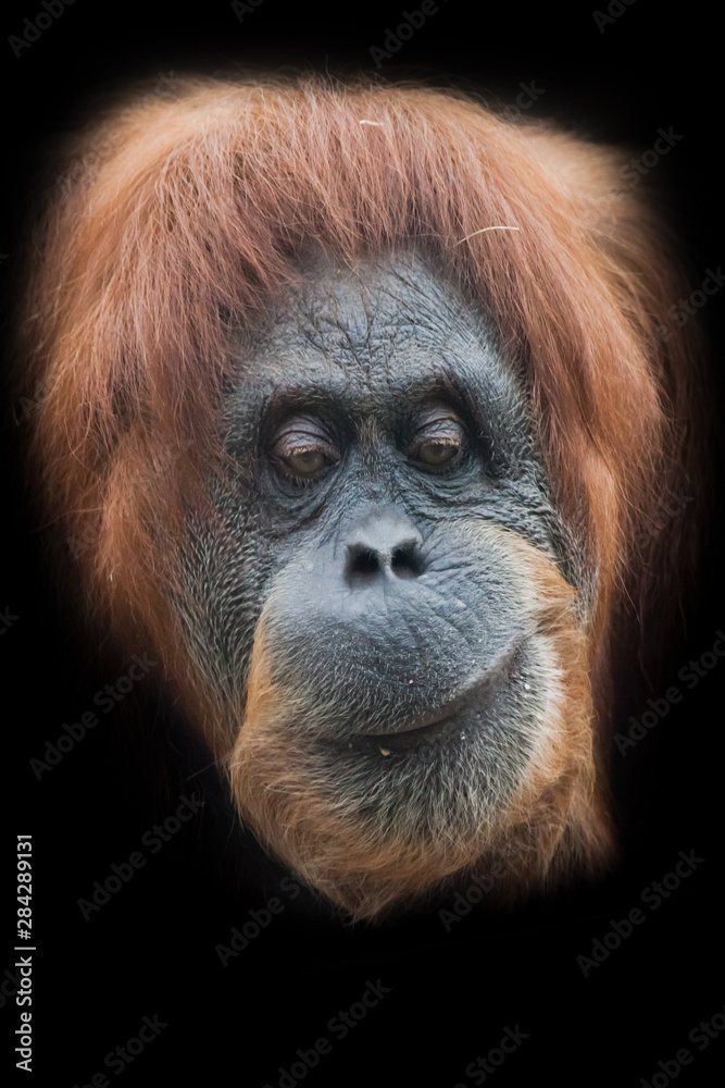 skepticism and thoughtfulness. Face  a smart orangutan isolated on black background
