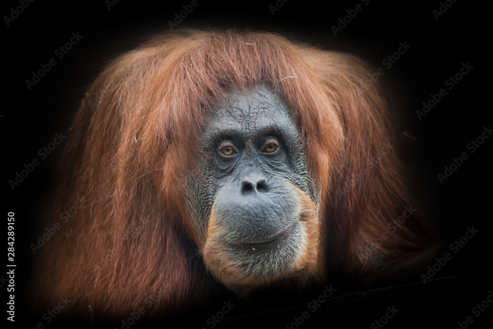 Obraz premium Irony and skepticism. Face a smart orangutan isolated on black background