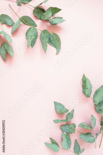 green eucalyptus leaves, branches frame on a pastel pink color background. flat lay, top view. copy space