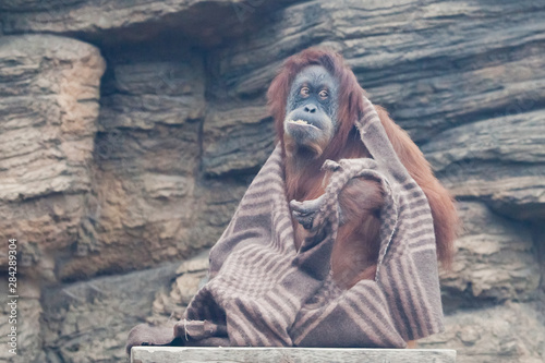clothes  cape  of a smart orangutan of a female similar to a wanderer.