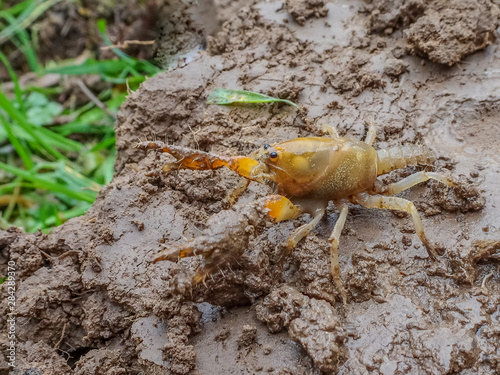 Burrowing Crayfish, Engaeus hemicirratulus