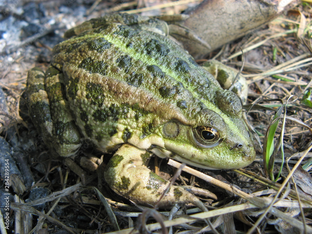 Fototapeta premium toad