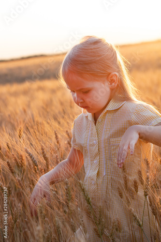 Little cute blonde girl in the yellow dress in the wheat field at sunset tears spikelets of wheat. The harvest summer golden wheat. Qualitative futured bread.