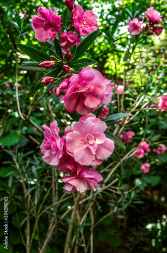 Delicate fragrant terry beautifully blooming flowers of pink oleander on the background of green leaves in the garden