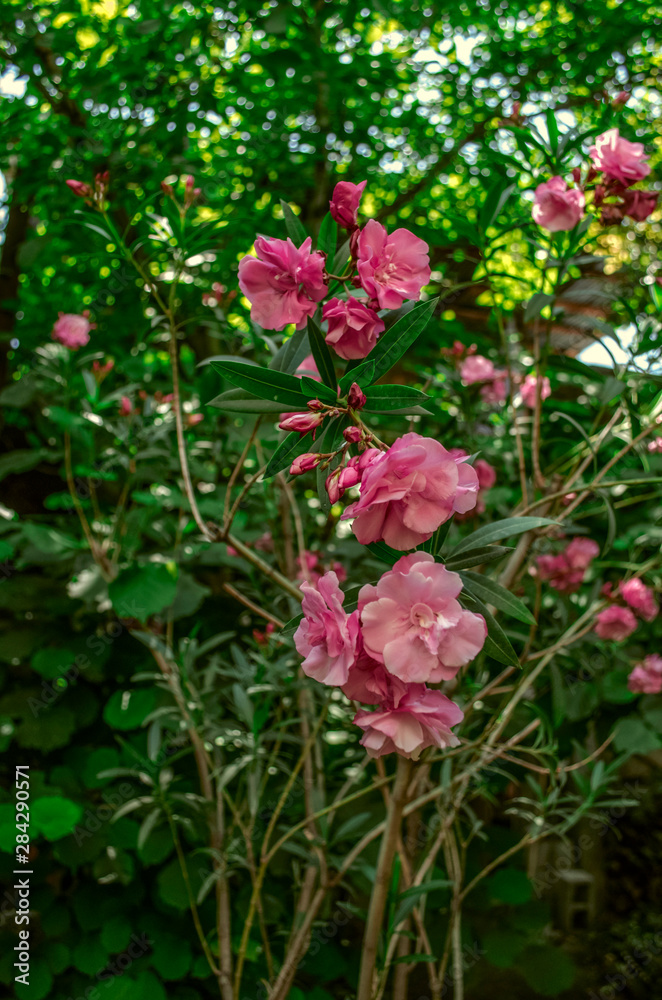  Fragrant  blooming terry flowers of pink oleander on the background of fruit green trees in the summer garden