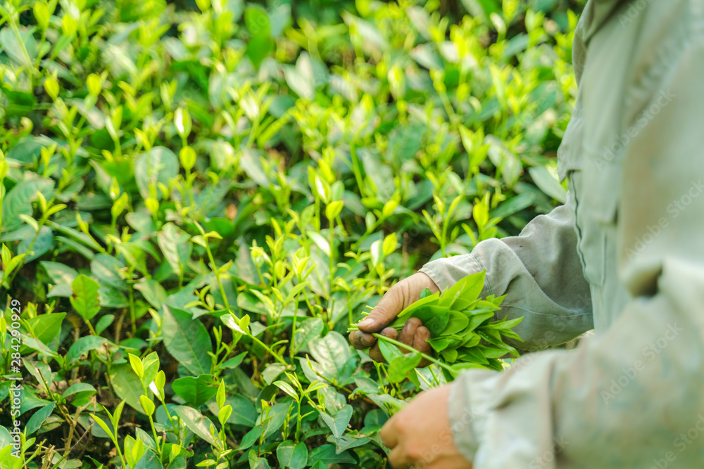 Tea plantation with Vietnamese woman picking tea leaves and buds in early morning