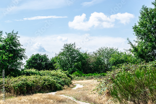 A Path In Dutch Forest