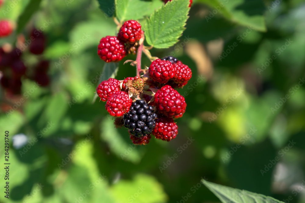 Brombeeren im Sommer Brombeeren im Sommer