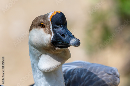 Goose gray close-up in green grass, nature bird gray goose.