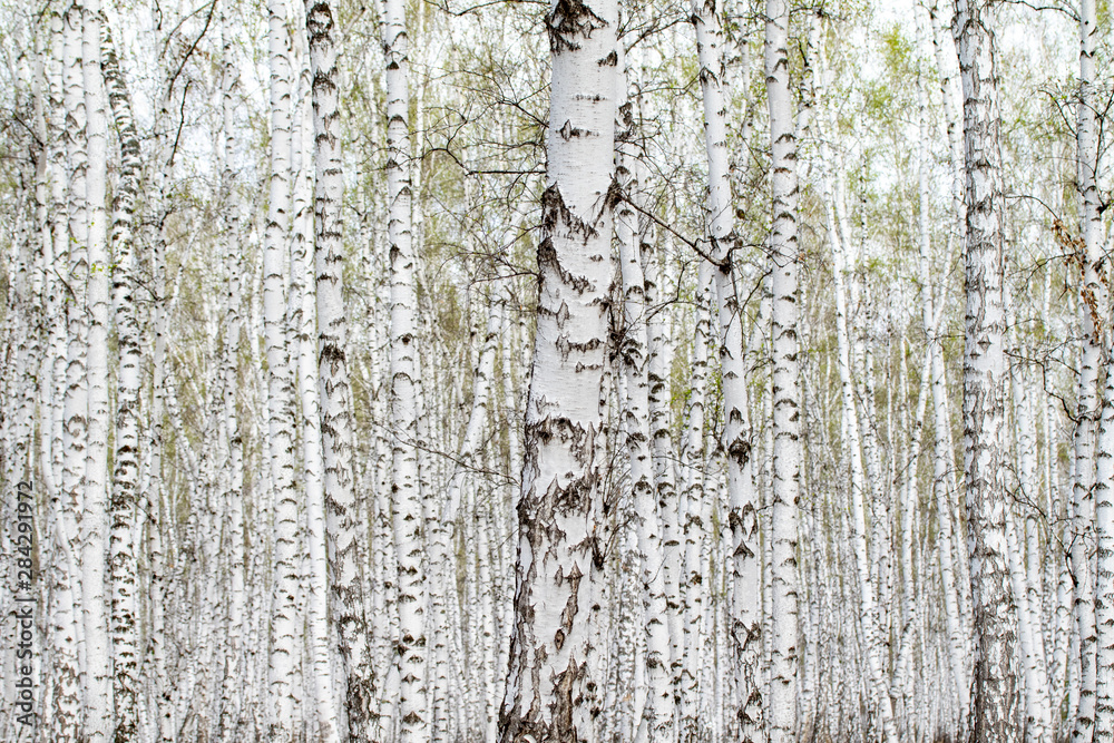 White birch trees forest background, spring. White birch trees forest background, spring.