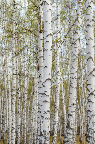 White birch trees forest background, spring.