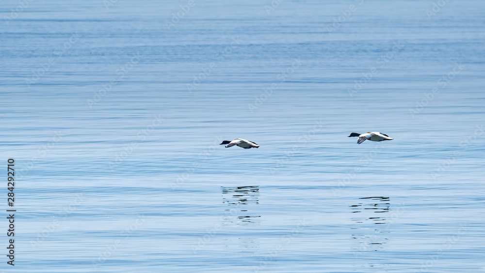 Two shelducks flying in formation over the ocean Two shelducks flying in formation over the ocean