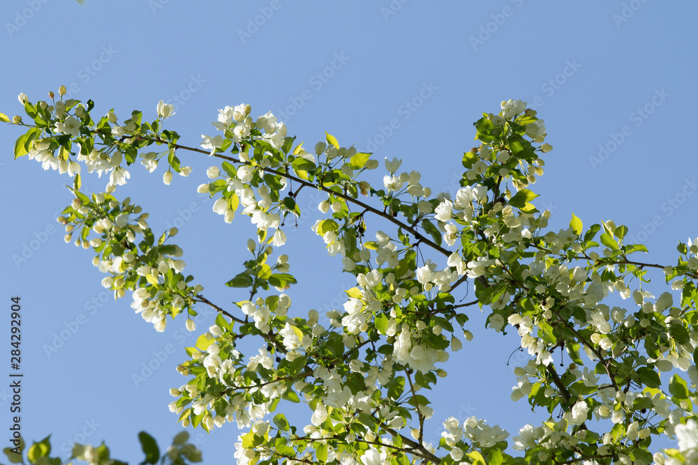 White flowers of an apple tree with green leaves against a blue sky.