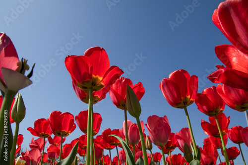 Tulip flowers against the blue sky  bottom view  red  white and yellow.