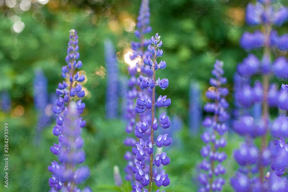 Close up of beautiful sunset with purple flowers lupins