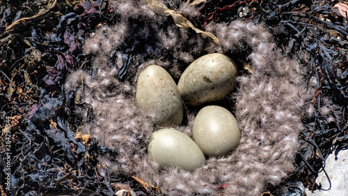Tableau sur toile Eider duck nest with eggs among seaweed on a Highland coast