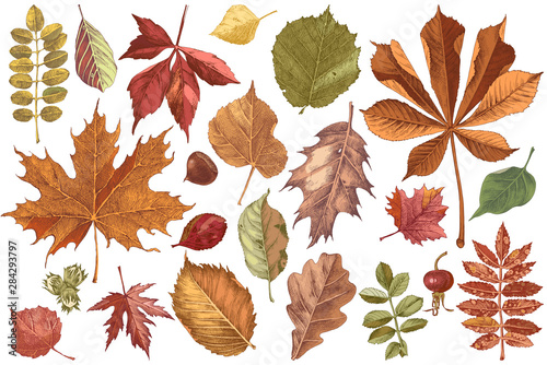 Hand drawn colorful autumn leaves set