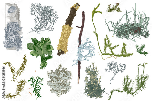Hand drawn mosses and lichens photo