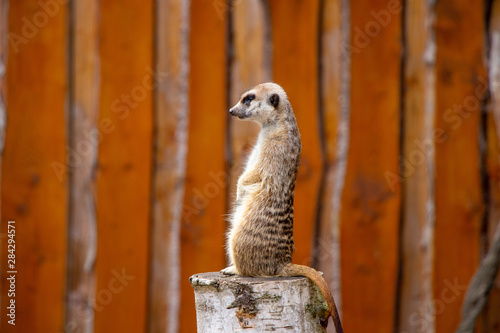 meerkat looking arround