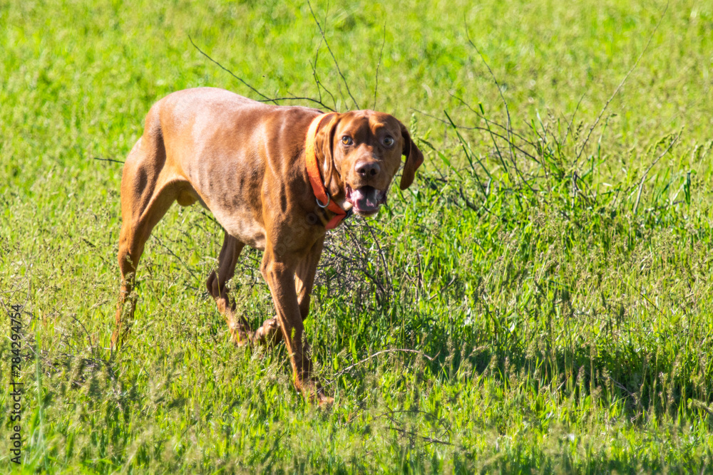 Hunting dog runs in search of prey, green grass, spring landscape. Hunting dog runs in search of prey, green grass, spring landscape.