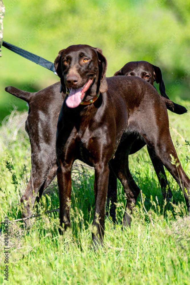 Dog hunting, nature green field summer. Dog hunting, nature green field summer.