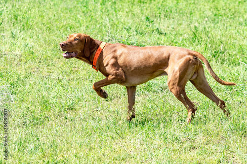 The hunting red dog runs on a green grass. Summer green meadow.