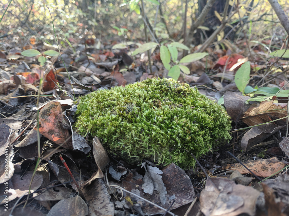 mossy forest litter of autumn leaves mossy forest litter of autumn leaves